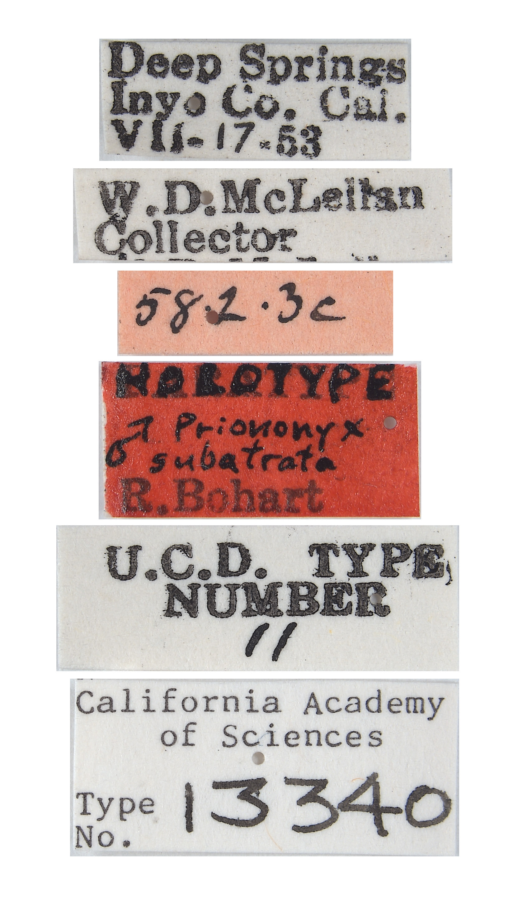 Prionyx subatratus image