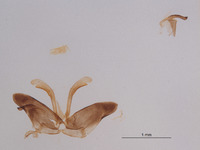 Prionyx subatratus image