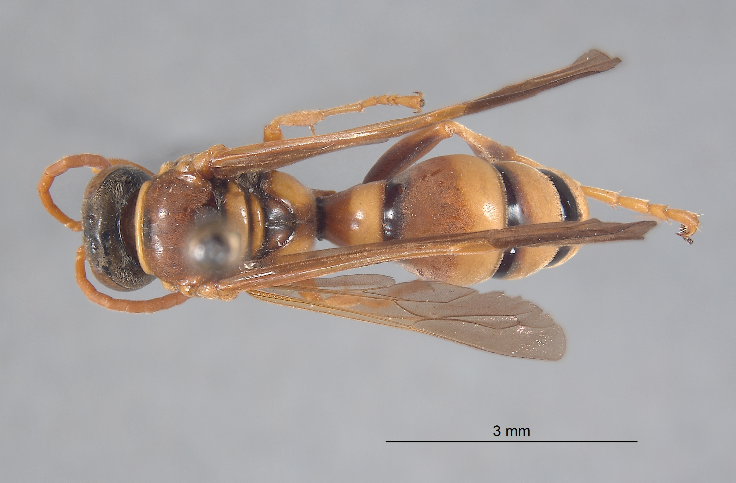 Pseudoplisus erugatus image