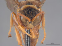 Pseudoplisus erugatus image