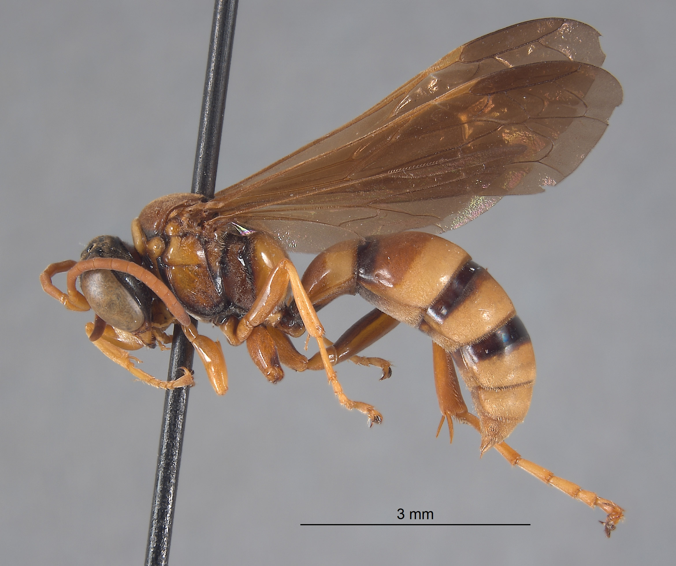 Pseudoplisus erugatus image