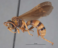 Pseudoplisus erugatus image