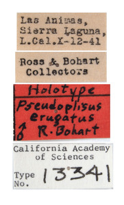 Image of Pseudoplisus erugatus