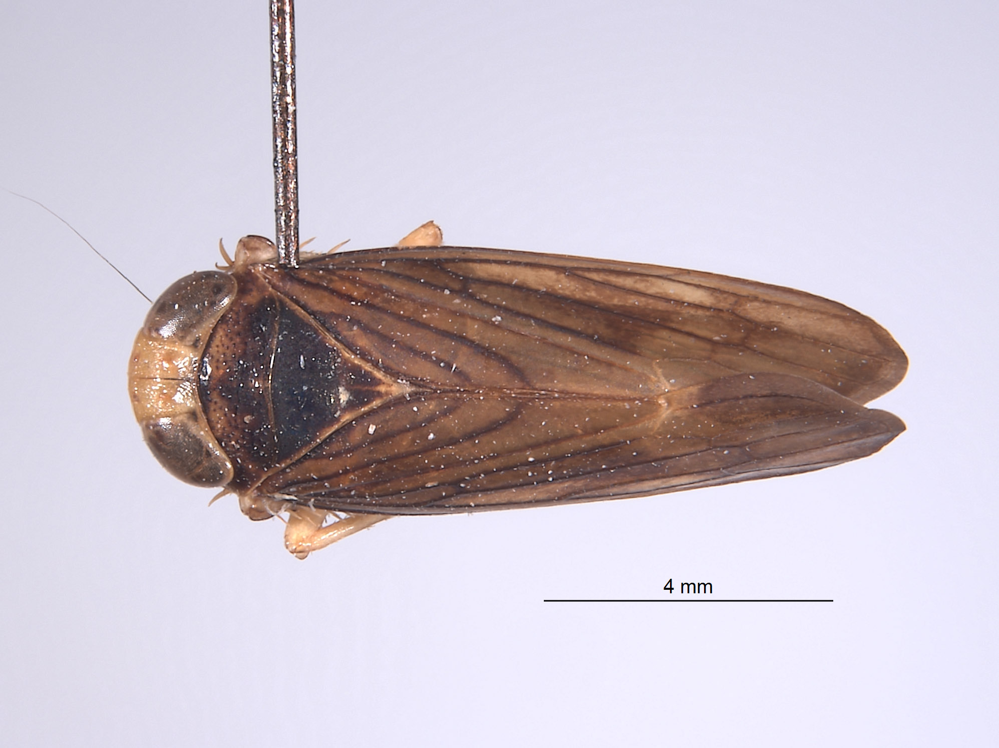 Jikradia bispinosa image