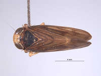 Jikradia bispinosa image