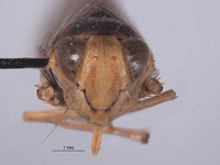 Jikradia bispinosa image