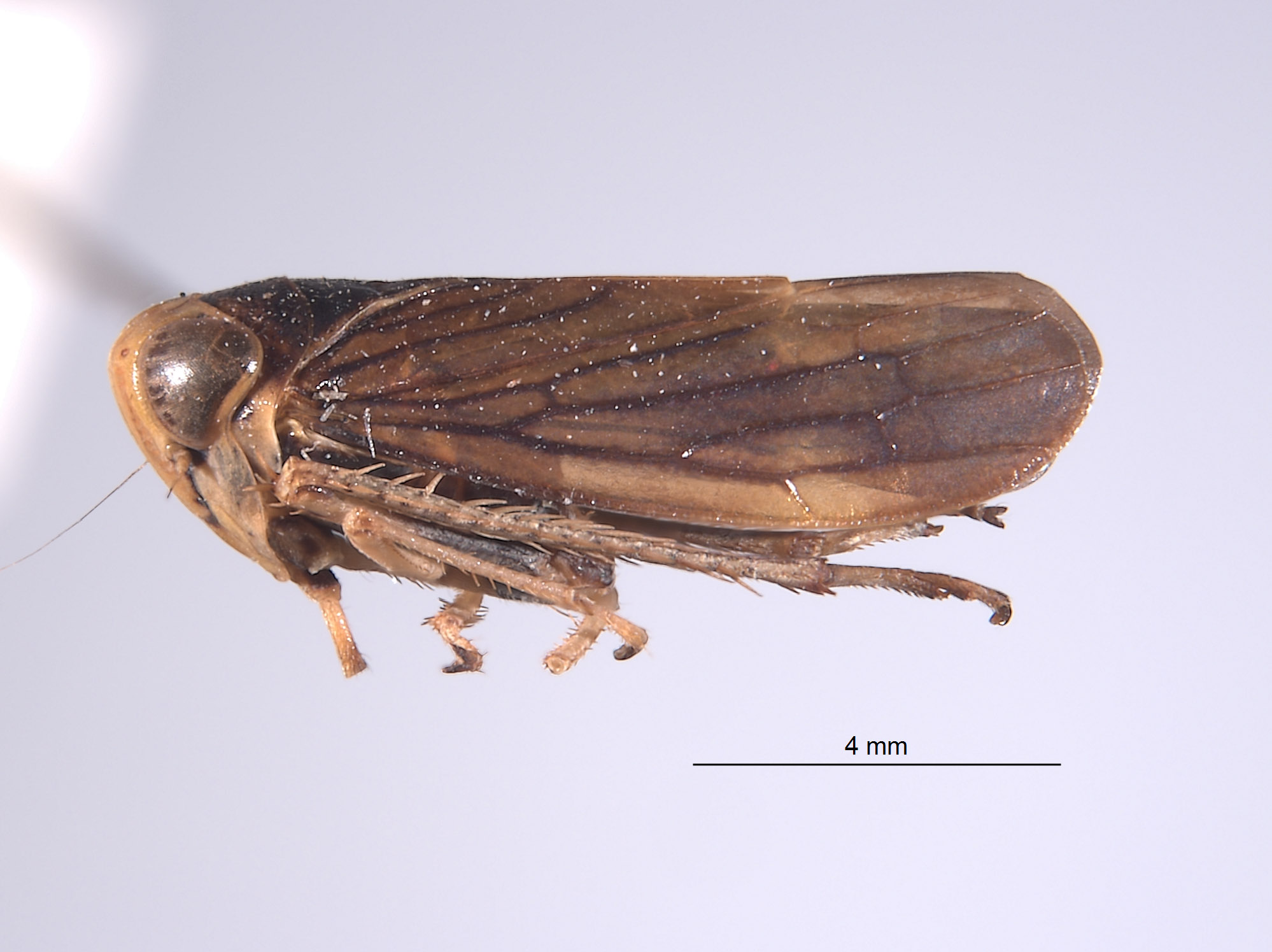 Jikradia bispinosa image