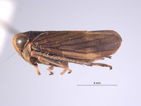 Jikradia bispinosa image