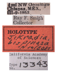 Jikradia bispinosa image