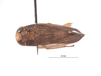 Kalimorpha espinosa image