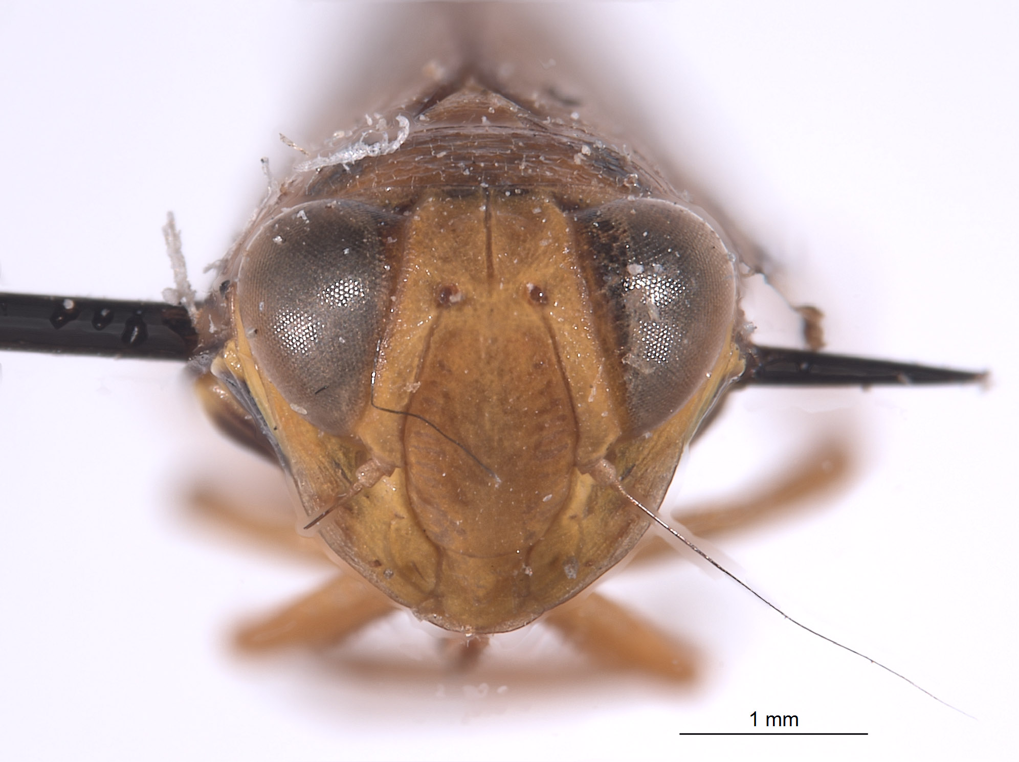 Kalimorpha espinosa image