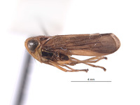 Kalimorpha espinosa image