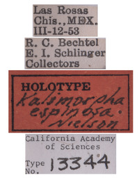 Kalimorpha espinosa image