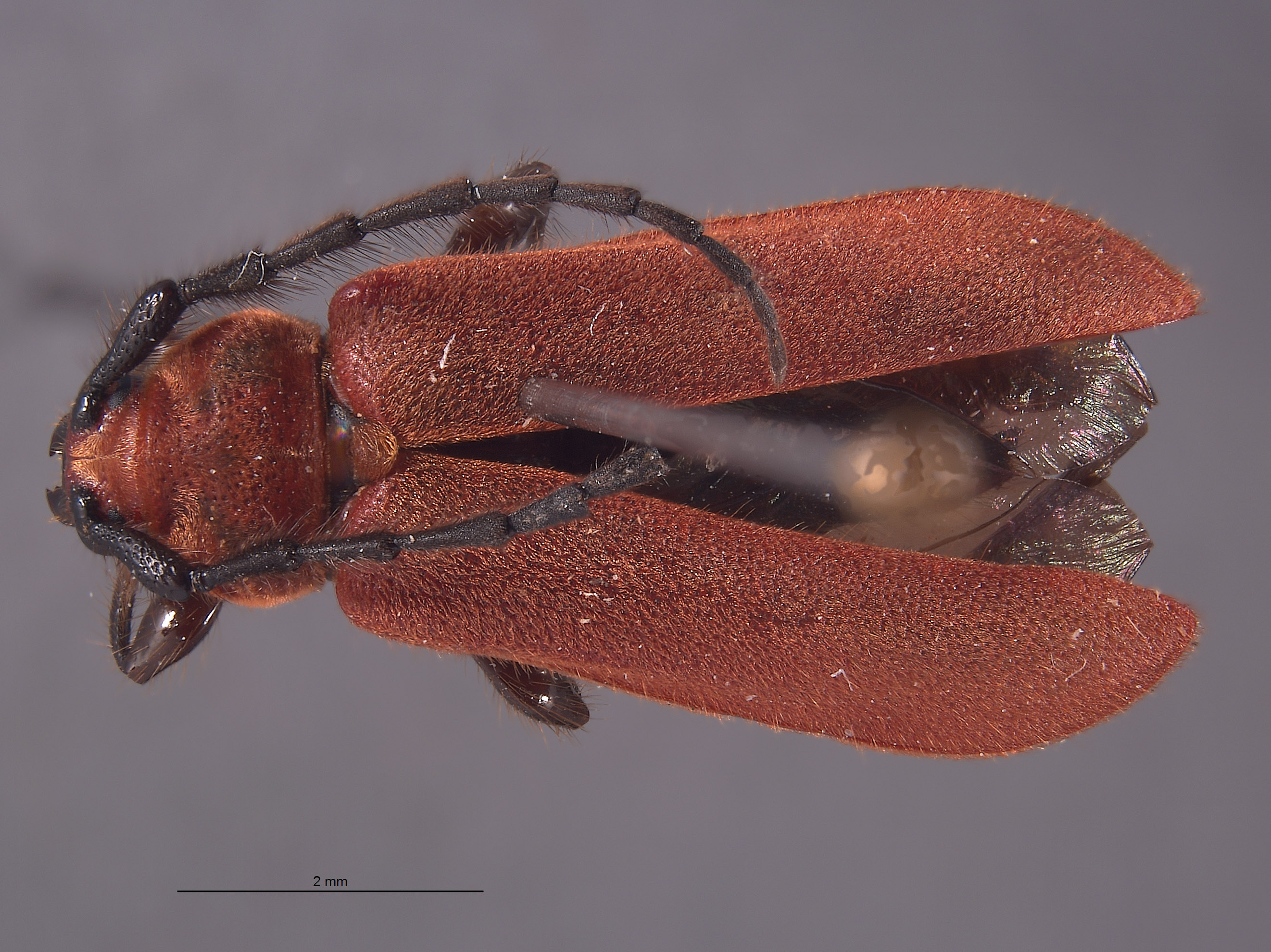 Corynellus cinnabarinus image