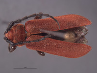Corynellus cinnabarinus image