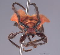 Corynellus cinnabarinus image
