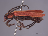 Corynellus cinnabarinus image