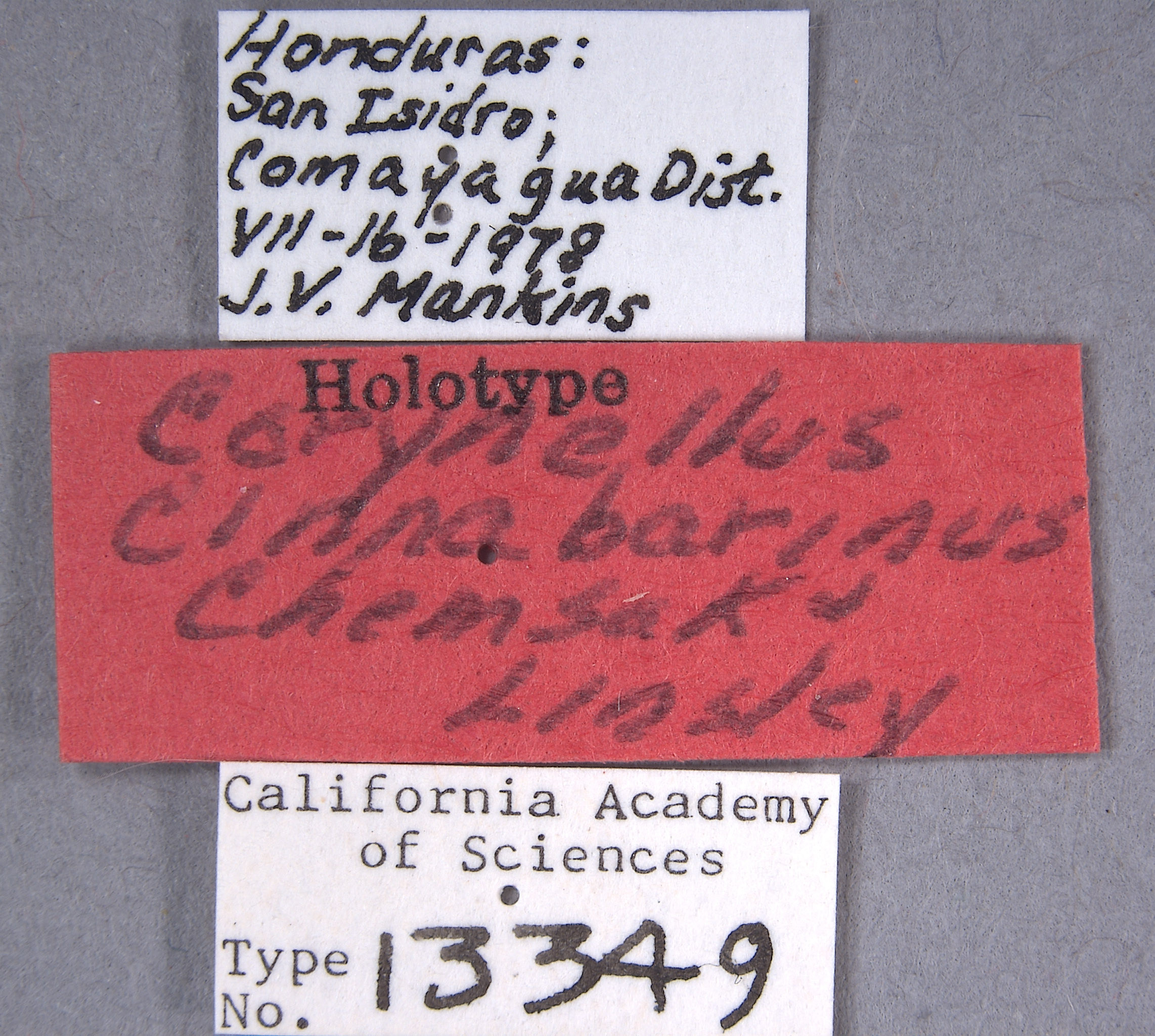 Corynellus cinnabarinus image