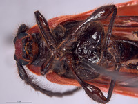 Corynellus cinnabarinus image