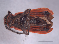Corynellus cinnabarinus image