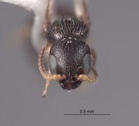 Sierola larifuga image