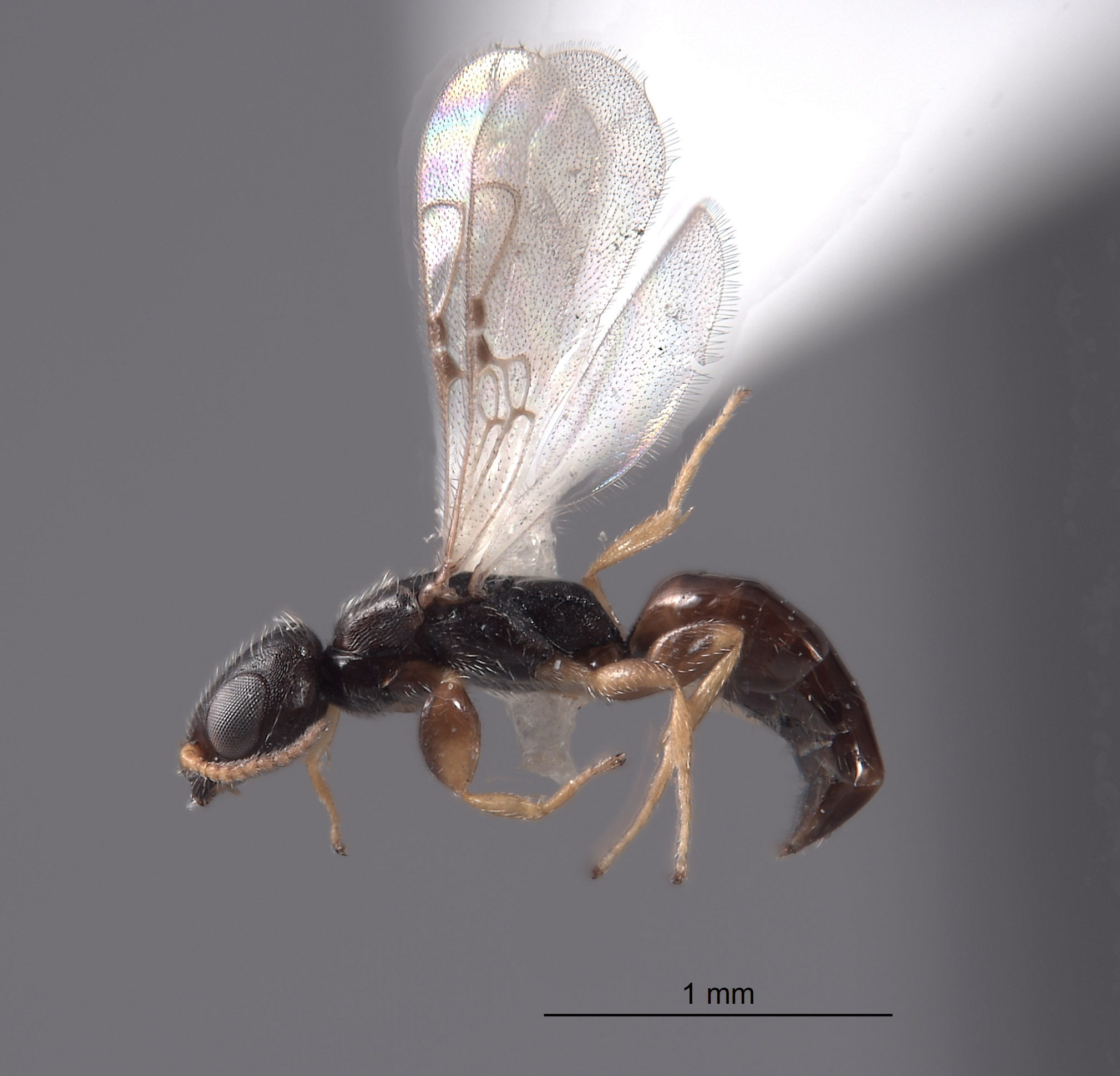 Sierola larifuga image