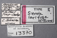 Sierola larifuga image