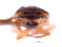 Bertawolia rhebala image