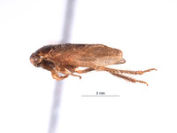 Bertawolia rhebala image