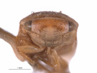 Derakandra matura image