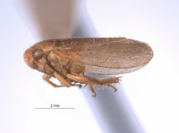 Derakandra matura image