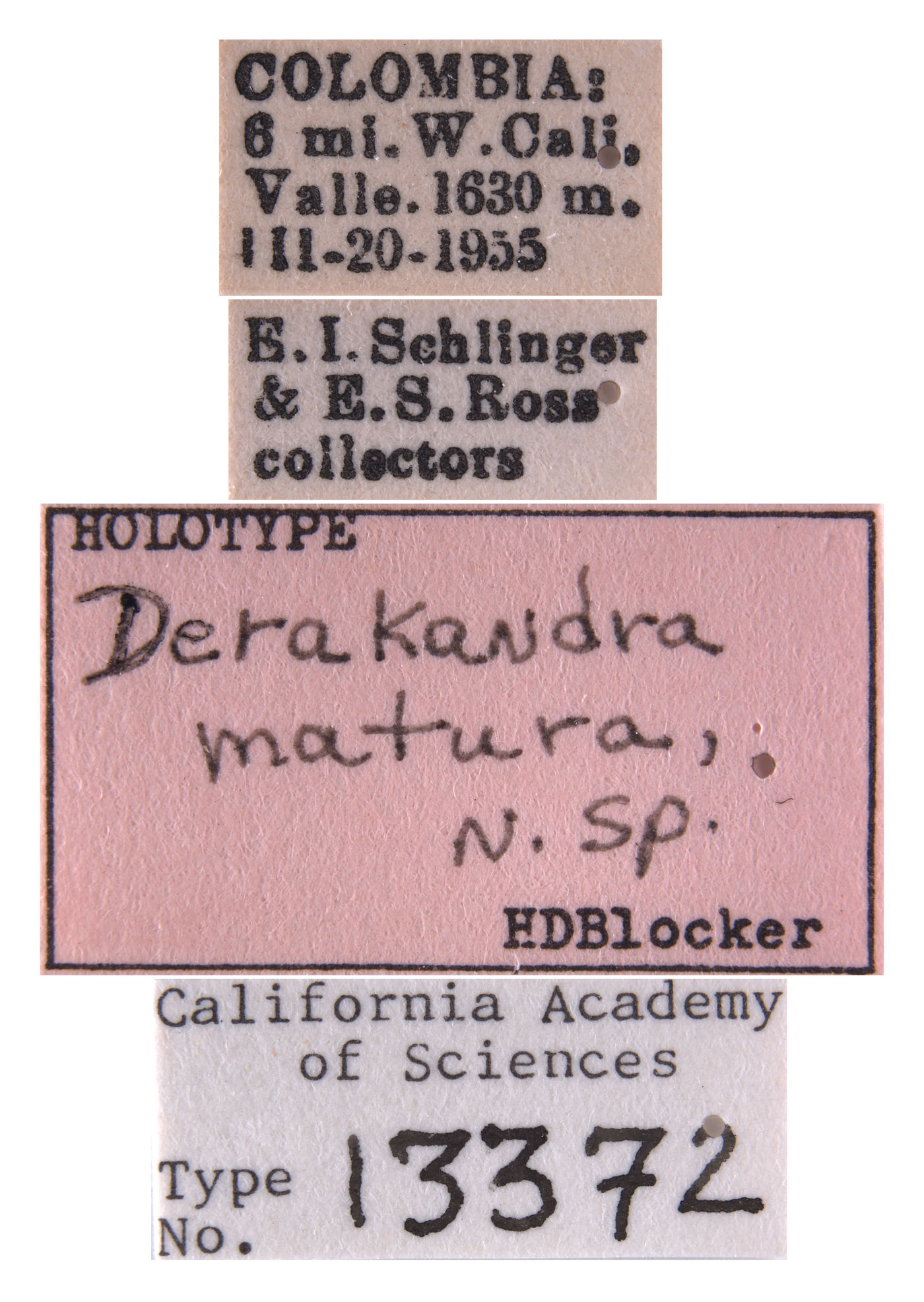 Derakandra matura image