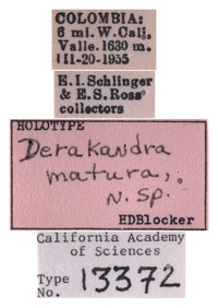 Derakandra matura image