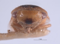 Momoria gladora image