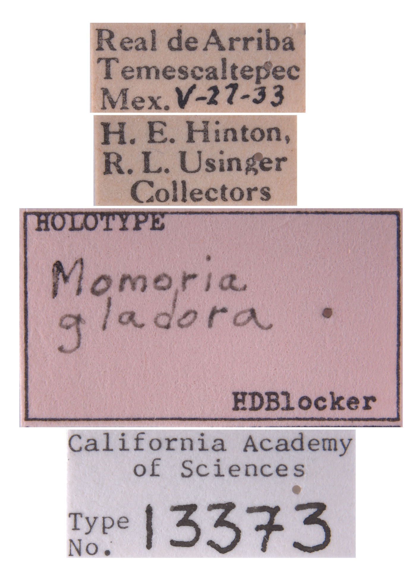 Momoria gladora image