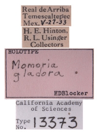 Momoria gladora image