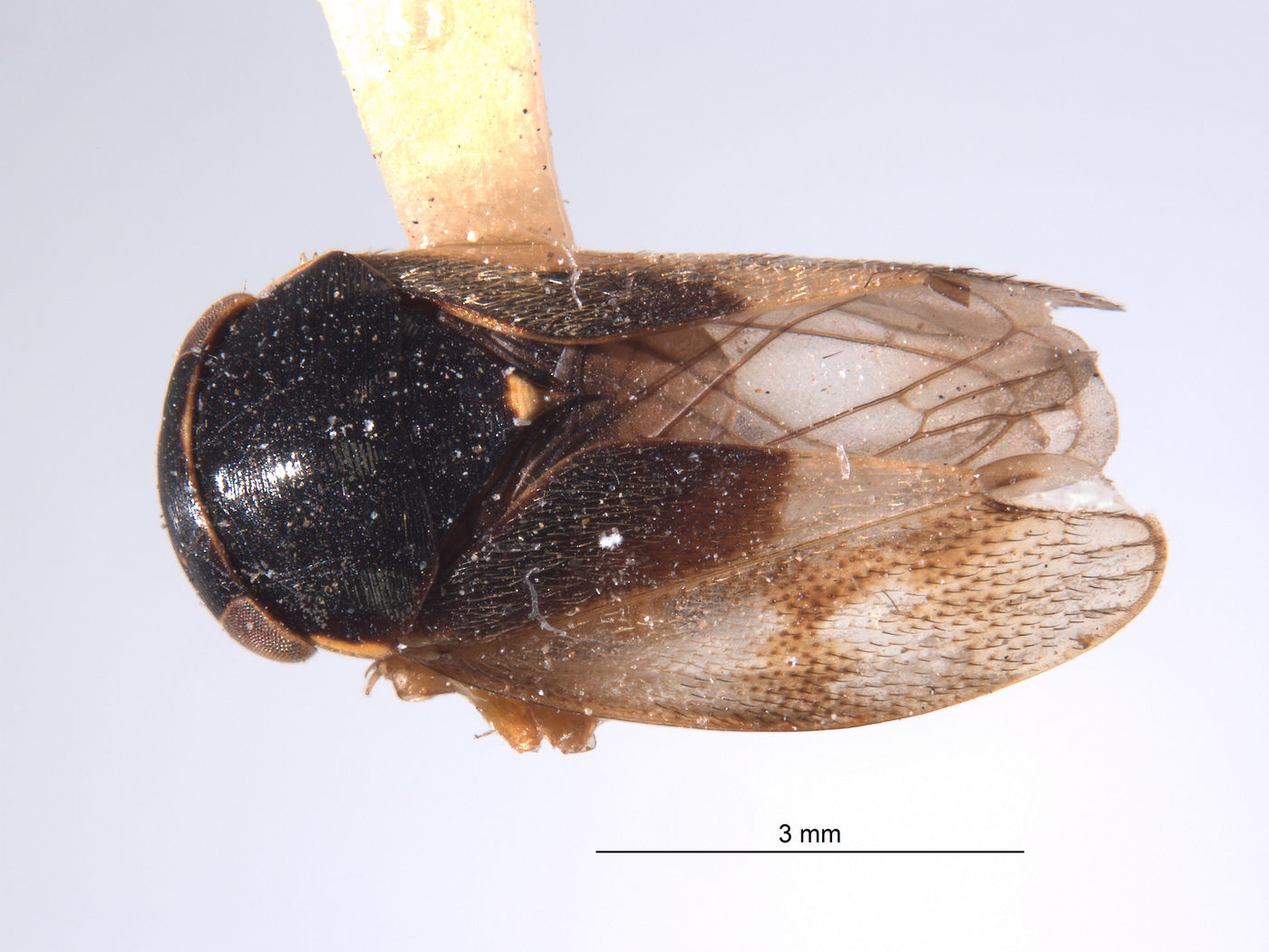 Redaprata culisona image