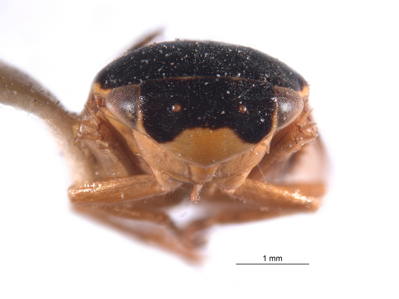 Redaprata culisona image