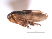 Redaprata culisona image