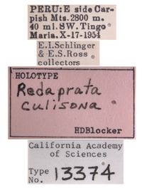 Redaprata culisona image