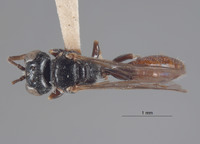 Pluto abbreviatus image