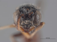 Pluto abbreviatus image