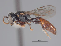 Pluto abbreviatus image