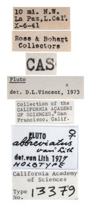 Pluto abbreviatus image