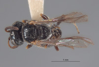 Pluto rufanalis image