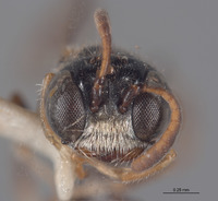 Pluto rufanalis image