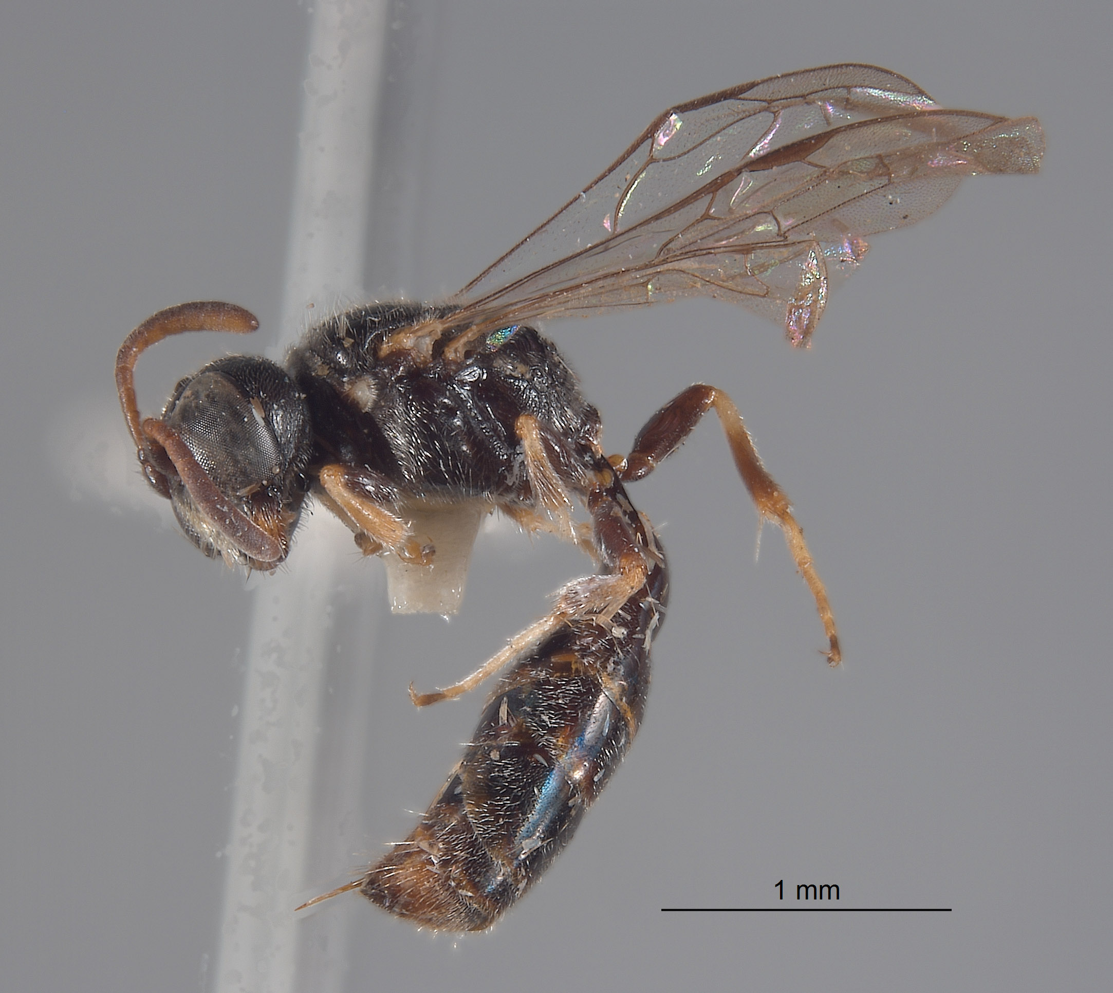 Pluto rufanalis image