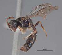 Pluto rufanalis image