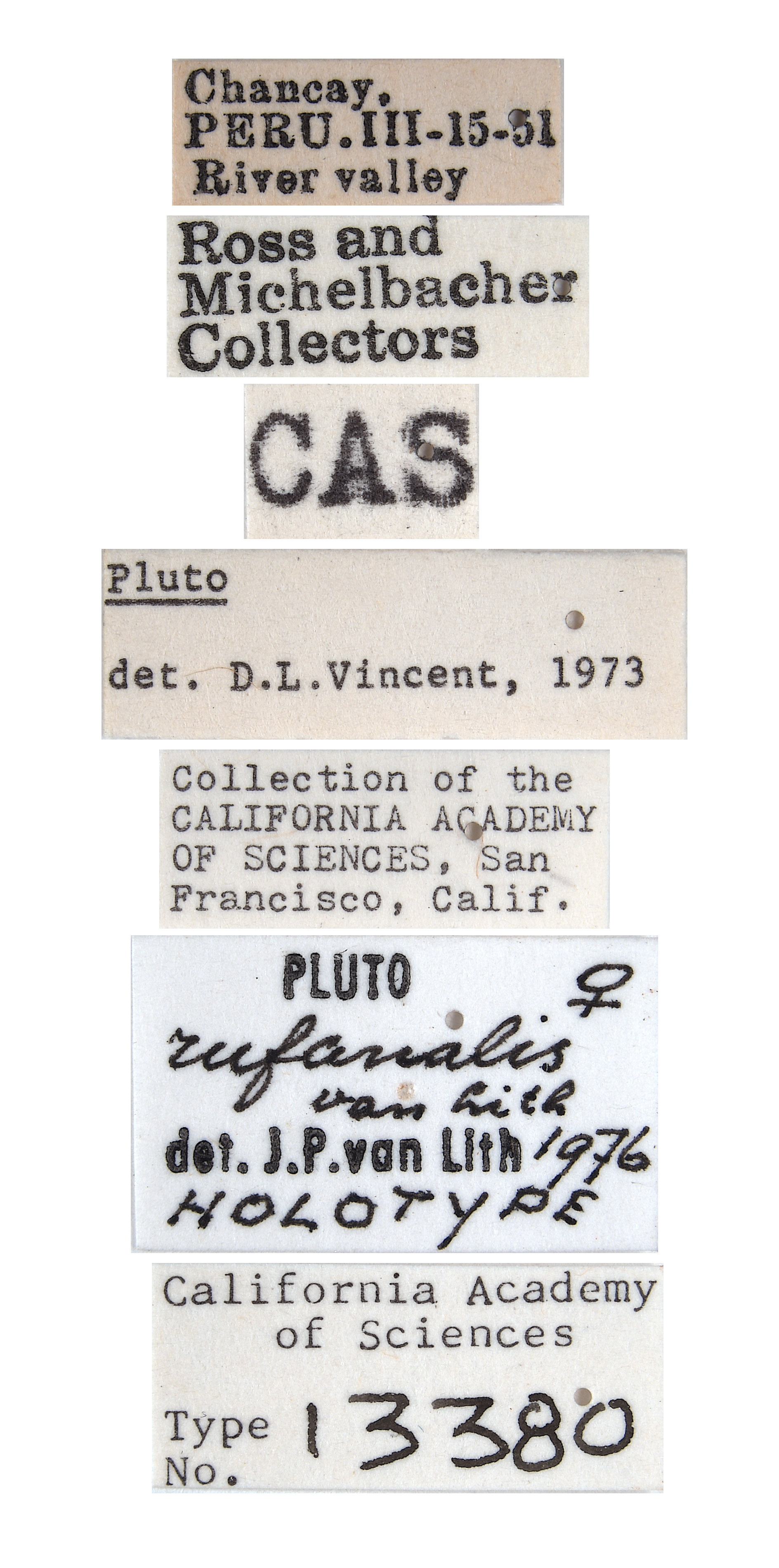 Pluto rufanalis image