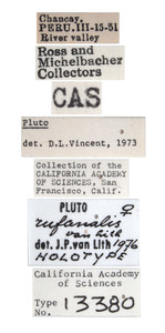 Pluto rufanalis image